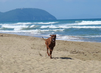 strand