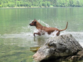 schwimmen
