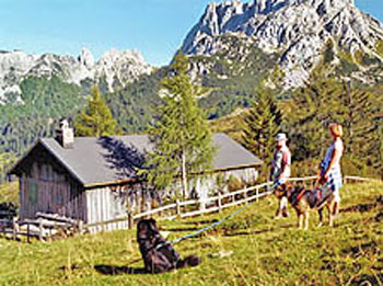 sommer mit hund