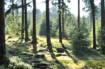 wald