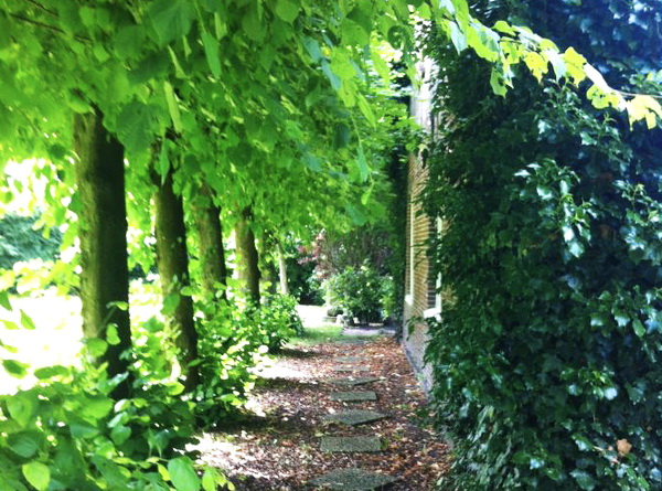 linden