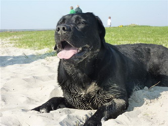 hunde