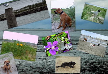 strand
