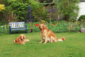 hunde