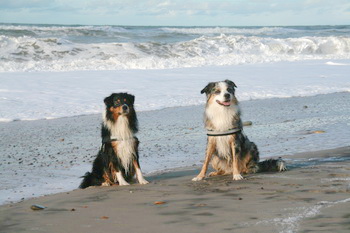 am_strand
