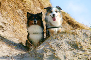 hunde_willkommen
