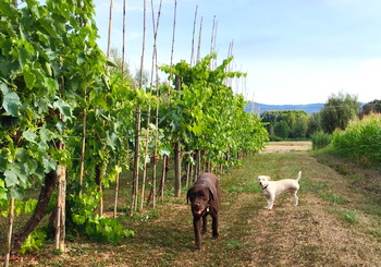 weinreben 