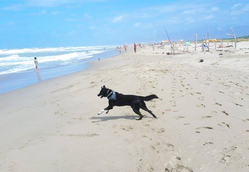 strand