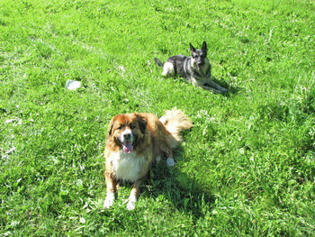 hunde